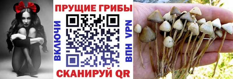 Купить  Купино  Псилоцибиновые грибы мицелий 